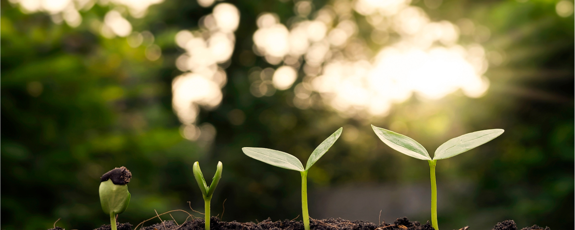 The evolution of sustainability