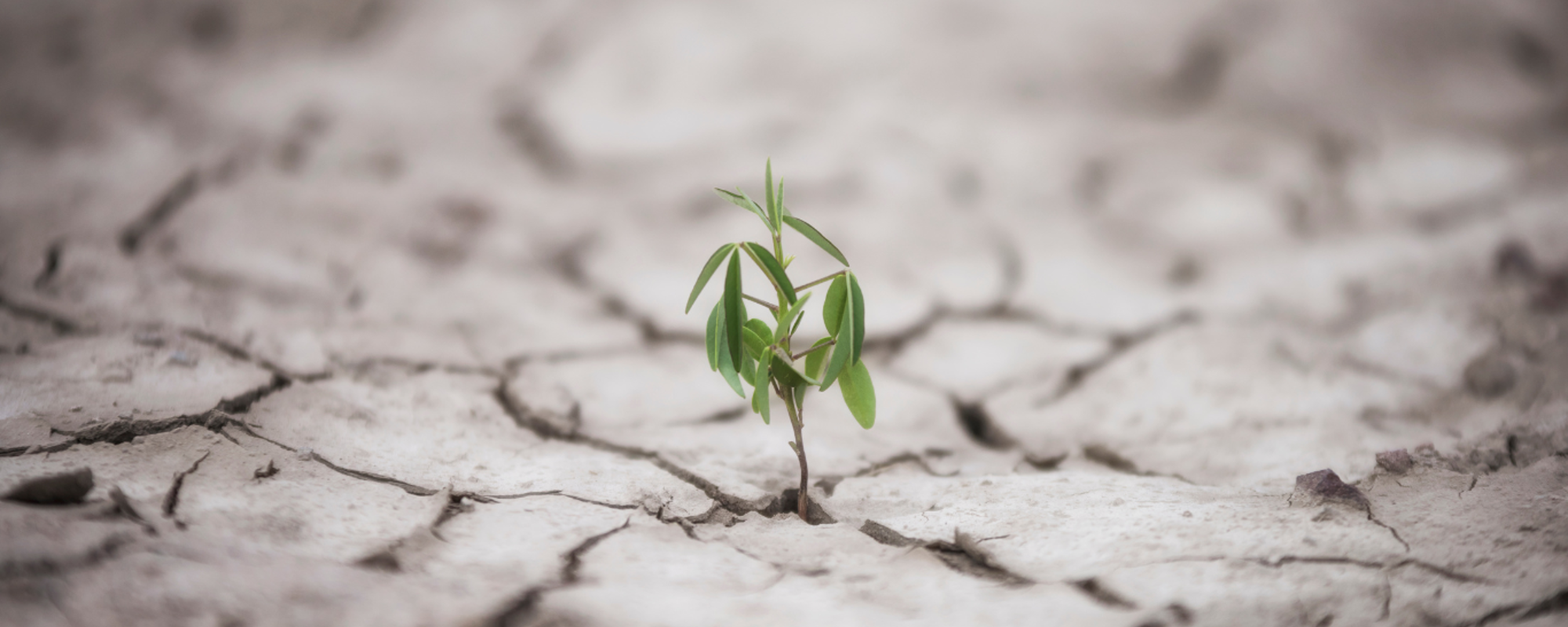 Sustainability in the post-pandemic world