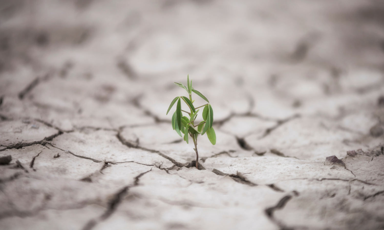 Sustainability in the post-pandemic world