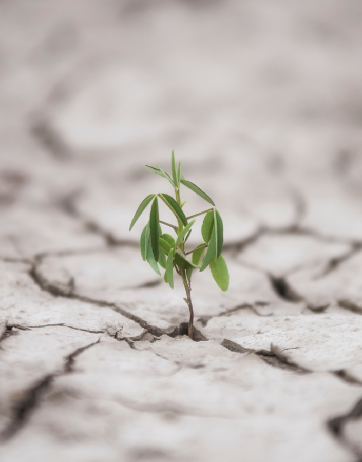 Sustainability in the post-pandemic world