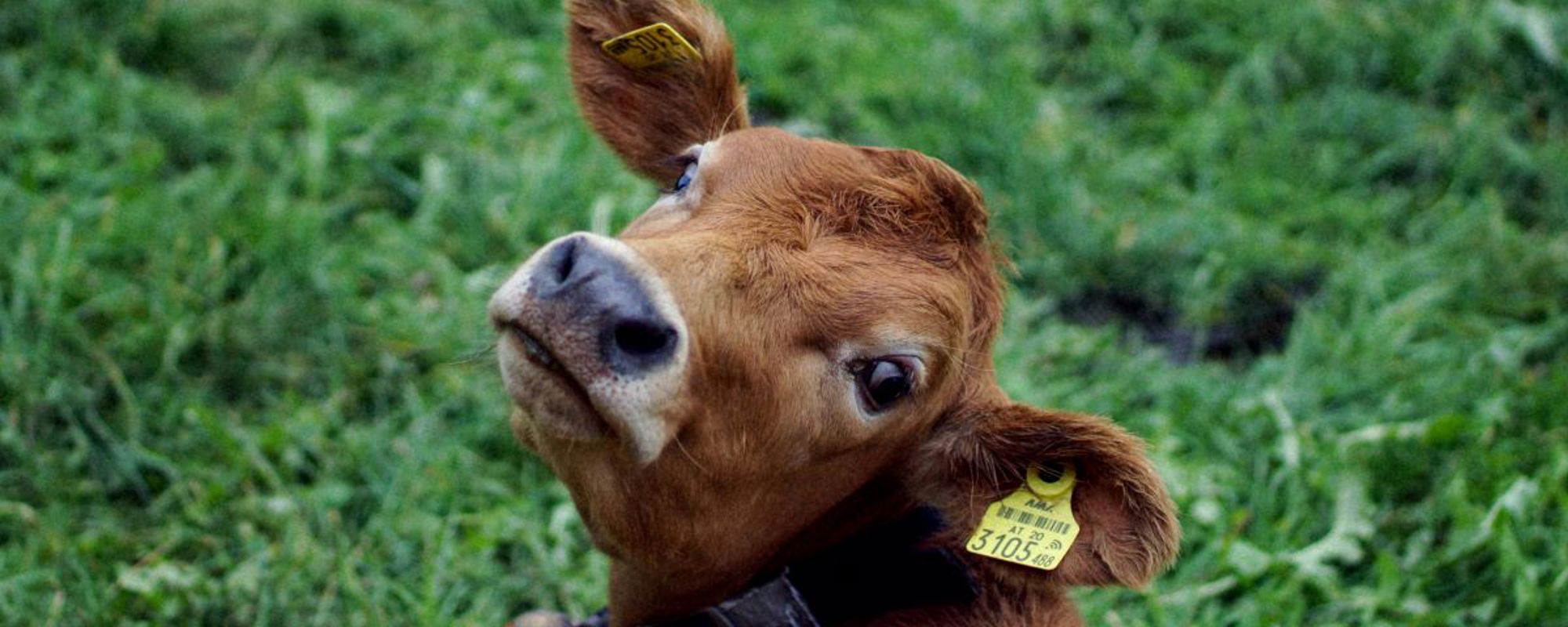 Alumni: A potential cash cow