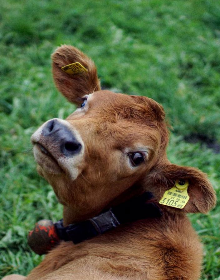 Alumni: A potential cash cow